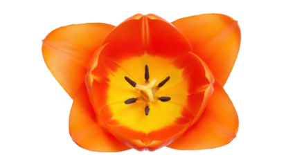 Vibrant orange tulip flower isolated PNG on transparent background, close-up of blooming spring blossom for botanical design