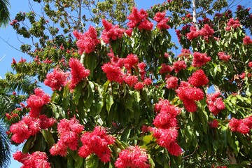 Triplaris cumingiana ornamental tree of Polygonaceae family. Red blooming tree in Cuba.