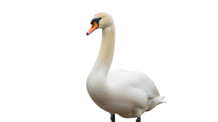 Elegant mute swan PNG isolated on transparent background, graceful waterfowl with white plumage and orange beak for design projects