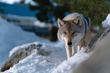 Fototapeta premium A beautiful wolf stealthily moving through a wintery landscape, showcasing its elegant form and instinctive prowess as it interacts harmoniously with its snowy surroundings.