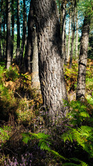 Obraz premium Forêt des Landes de Gascogne