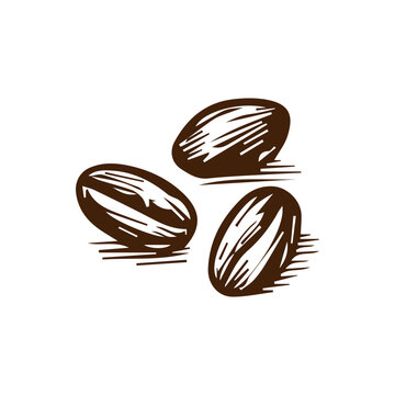 Coffee beans vector sketch illustration showing roasted seeds
