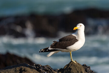 Kelp gull or Dominican gull (Larus dominicanus) perched on coastal rocks at Yzerfontein, West Coast, Western Cape, South Africa. Perfect for nature, birding, travel, and ocean-themed licensing.