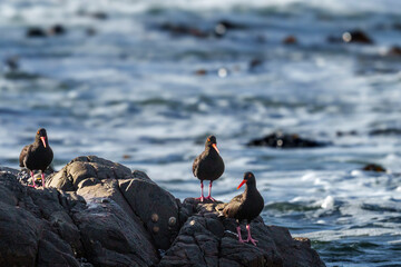 African oystercatcher (Haematopus moquini) perched on coastal rocks at Yzerfontein, West Coast, Western Cape, South Africa. Bird photo for nature, birding, travel, and ocean themes.