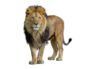 Obraz premium Male african lion standing on white background with full mane and muscular build