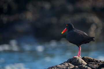 African oystercatcher (Haematopus moquini) perched on coastal rocks at Yzerfontein, West Coast,...