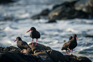 African oystercatcher (Haematopus moquini) perched on coastal rocks at Yzerfontein, West Coast, Western Cape, South Africa. Bird photo for nature, birding, travel, and ocean themes.