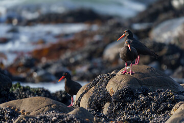 African oystercatcher (Haematopus moquini) perched on coastal rocks at Yzerfontein, West Coast, Western Cape, South Africa. Bird photo for nature, birding, travel, and ocean themes.