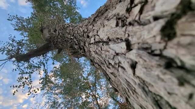Detailed Tree Bark Texture from Low Angle