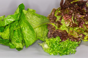 Leaves of Romaine, red butter, curly Frisee lettuce close-up