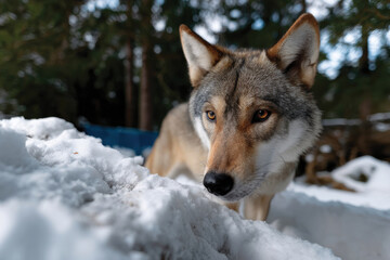 A majestic wolf observes its surroundings in a snowy forest, embodying the beauty and strength of nature while blending seamlessly into its environment.