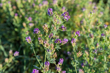 Obraz premium Stems of the blooming alfalfa on a blurred background