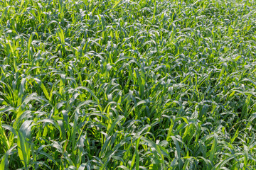 Fototapeta premium Young Sudan grass with dew on field in sunny morning