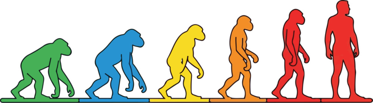Illustration shows human evolution from ape to modern man in progression