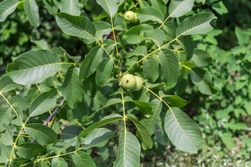 Branch of walnut tree with unripe fruits in sunny day