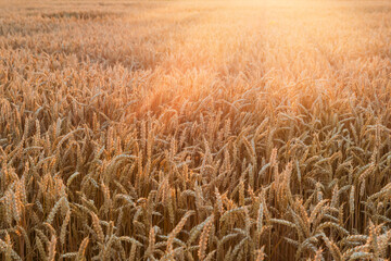 Fototapeta premium Field of the ripe wheat at sunset backlit