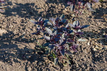 Young plant of purple basil on field in sunny morning