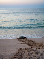 After laying her eggs in the Ras Al-Jinz turtle sanctuary in Oman, the turtle returns to the sea.