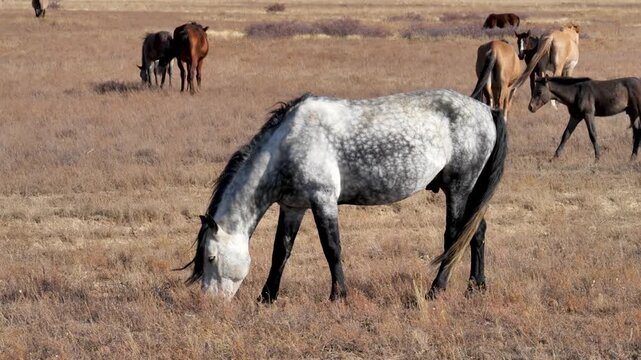 A piebald stallion grazes in the steppe.