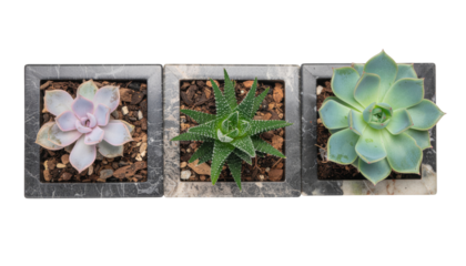 Trio of Unique Succulents in Decorative Pots with Soil on Transparent Background