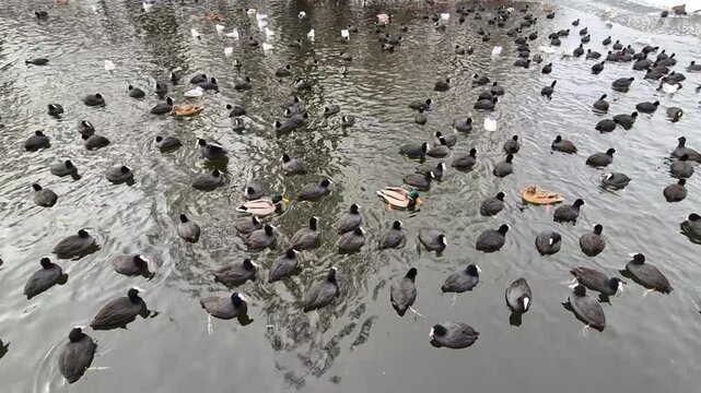 A dense flock of Eurasian Coots (black with white beaks) dominates the water, interspersed with several Mallard ducks and scattered white gulls in the background.