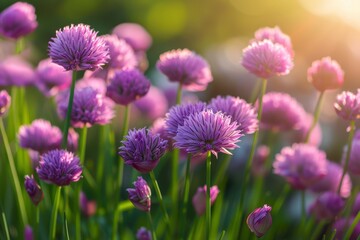 Fields filled with blooming purple chives sway gently in the breeze while warm sunlight bathes the vibrant flowers, creating a serene atmosphere