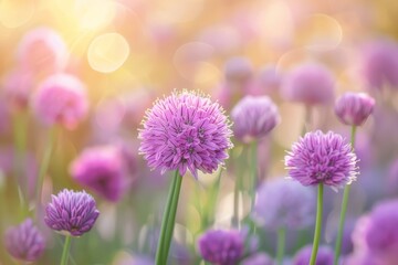 Delicate purple chives flourish in full bloom, filling the field with vibrant colors and inviting natural beauty during the warm afternoon sunlight