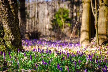 Fotobehang Krokus many purple crocus flowers blooming in the forest. nature background of berezynka park in transcarpathia, europe. beautiful landscape in early spring. scenery in morning. shallow depth of field  © Pellinni