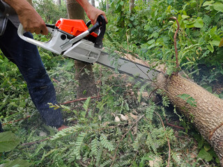 Obraz premium man with chainsaw cutting tree in areca nut plantation