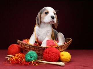 A cute beagle puppy in a basket with balls of yarn