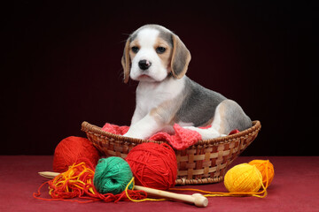 A cute beagle puppy in a basket with balls of yarn