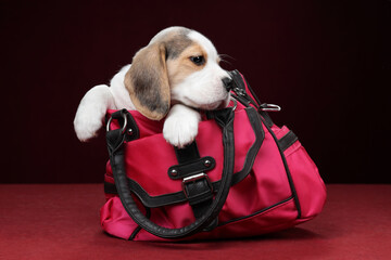 Cute little beagle puppy sitting in a bag