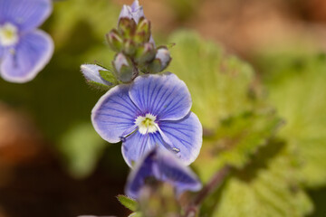 fiori di veronica comune dai petali viola (Veronica chamaedrys), di giorno, in primavera, in un ambiente naturale, in Italia