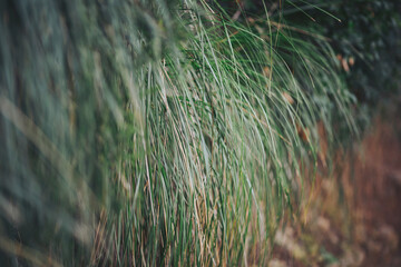 Grass and plants grow in a natural area. Sunlight filters through the leaves, creating a bright...