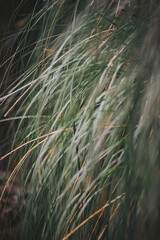 Grass grows tall and lush in a natural area as the wind moves through the blades. Soft sunlight...
