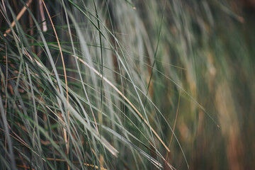 Tall grass stands in a natural setting with sunlight filtering through the blades. The scene...