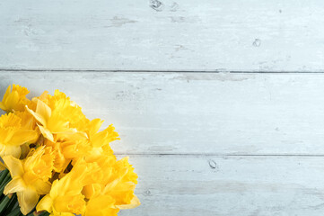 Yellow daffodils in corner on wooden background with copy space.
