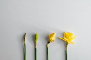 Yellow daffodils displayed in different stages of blooming on a neutral grey background. Minimal...
