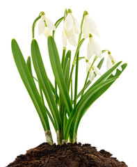 Spring snowdrop flowers growing in soil isolated on white background