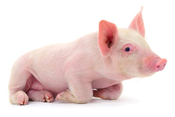 Small pink piglet lying down isolated on white background