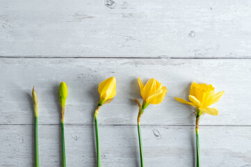 Yellow daffodils in different blooming stages lined up on wooden background