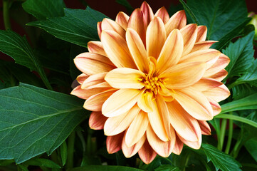 Floral background.  Dahlia flower.  Close-up.  Nature.