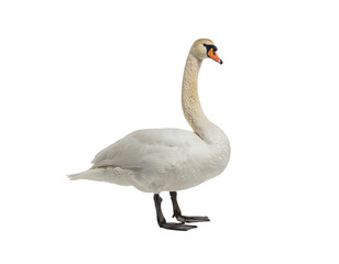 Fototapeta premium Mute swan standing on land with long curved neck and white plumage