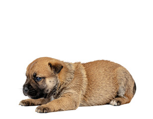 Obraz premium Cute tan puppy lying down on white background with sleepy expression