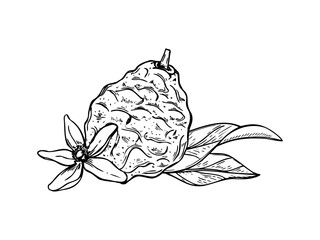 Bergamot fruit with flower and leaves vector isolated illustration painted by black inks. Sweet tropical citrus line art black ink sketch. For mulled wine decor, recipes, poster