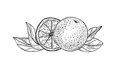 Juicy orange vector isolated illustration painted by black inks. Monochrome whole citrus and halved fruit etching drawing for cold summer drink, bar menus, fresh drink packaging, summer design.