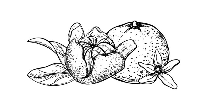 Mandarin orange whole and with torn peel, flower and leaves vector illustration in black ink linear style. Sweet ripe tangerine citrus graphic sketch. Hand drawn fruits for packaging design