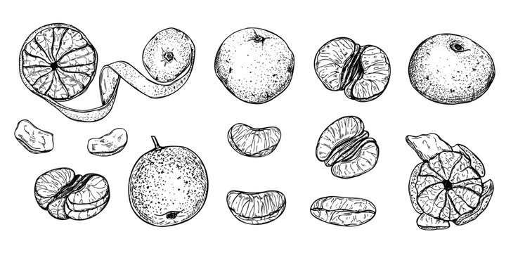 Mandarin orange or tangerine clip art hand drawn ink vector isolated illustration. Peeled fruit, fruits in peel, slices and zest line art black ink sketch. Etching drawing of sweet citrus clementine