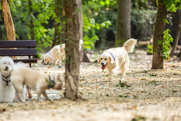 A happy Golden Retriever dog walking on a stone path in a sunny park with trees and playground equipment in the background. Dog park. Labrador dogs playing.