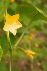 bright yellow flower of a self-pollinated cucumber